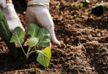 Agricultura abre a consulta pública los decretos sobre la ayuda básica a la renta de la nueva PAC