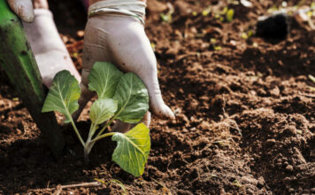 Agricultura abre a consulta pública los decretos sobre la ayuda básica a la renta de la nueva PAC