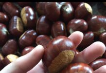 La valduna, la castaña por excelencia