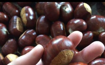 La valduna, la castaña por excelencia