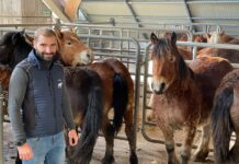 ACGEMA ha facilitado este otoño la venta de más de 500 animales de sus socios