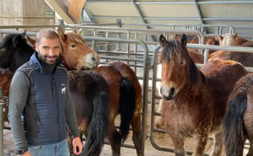 ACGEMA ha facilitado este otoño la venta de más de 500 animales de sus socios