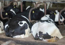 Asturias abona este mes 32,3 millones correspondiente a las ayudas de la PAC a agricultores y ganaderos