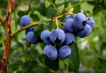 El Principado moviliza casi 44 millones en el medio rural a través de las ayudas del programa Leader