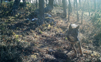 Desestimada la petición cántabra de suspensión cautelar de la orden ministerial que incluye al lobo en el LESPRE