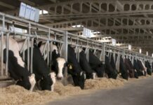 Sale a consulta pública la modificación de la normativa que regula los contratos en el sector lácteo