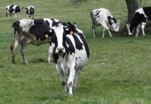 Mañana comienza la campaña para presentar las solicitudes de ayudas directas de la PAC para 2022