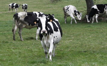 Mañana comienza la campaña para presentar las solicitudes de ayudas directas de la PAC para 2022