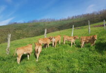 De Heus lanza KOVITAL®: mucho más que un pienso de terneros