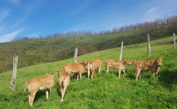De Heus lanza KOVITAL®: mucho más que un pienso de terneros