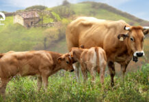 Ternera Asturiana, sostenibilidad y bienestar animal
