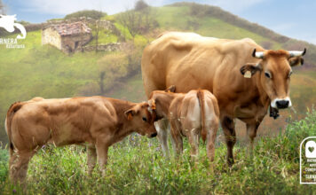 Ternera Asturiana, sostenibilidad y bienestar animal