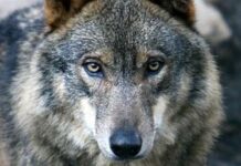 Admitidos a trámite varios recursos contra la protección del lobo interpuestos desde Asturias