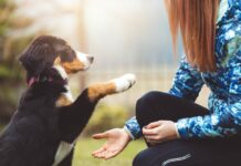 El Colegio de Veterinarios de Asturias aclara que la reforma del Código Civil no modifica el llamado “DNI animal”