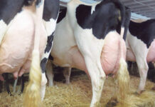 Medio millar de profesionales del vacuno lechero se forman en Secado Selectivo