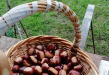 En rescate de la castaña valduna