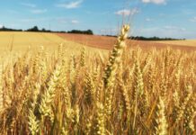 Preocupación en ASAJA por las repercusiones del conflicto bélico para el sector agrario español