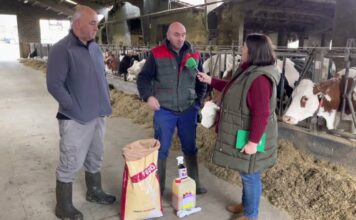 Manuel y Pedro Rodríguez de Ganadería Gomezán S.C. en Puente Nuevo (Llanes)