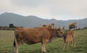 UCA discrepa con algunos importes del nuevo baremo de daños