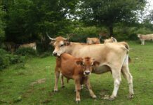 UGT del Nalón y UCA proponen una apuesta firme por la ganadería extensiva