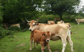 UGT del Nalón y UCA proponen una apuesta firme por la ganadería extensiva