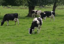 Uso de embriones terapéuticos en el tratamiento de vacas repetidoras