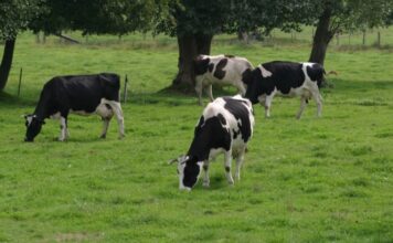 Uso de embriones terapéuticos en el tratamiento de vacas repetidoras