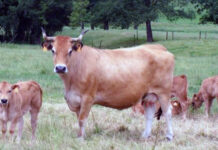 COAG Asturias reivindica la inclusión del vacuno de carne en las ayudas del Plan de Choque