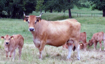 COAG Asturias reivindica la inclusión del vacuno de carne en las ayudas del Plan de Choque
