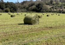 Convocatoria PAC 2022: 96 millones a disposición de agricultores y ganaderos asturianos