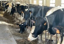 Publicado el listado de los 20.081 productores de leche beneficiarios de las ayudas por la guerra en Ucrania