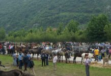 Abierto el plazo de inscripción para el Concurso Exposición Regional de Ganado Vacuno de La Ascensión