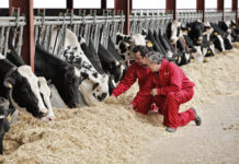 Nanta Dairy Robot optimiza el rendimiento del robot de ordeño