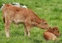 COAG Asturias reivindica el incremento de las ayudas a vacuno de carne al Principado