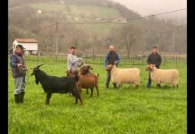 Entrevista a la asociación ASCAN / El Campo de Asturias