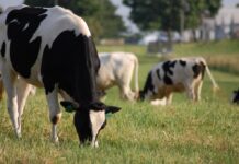 El Gobierno publica la orden de módulos del IRPF 2021 con reducciones para agricultores y ganaderos