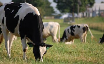 El Gobierno publica la orden de módulos del IRPF 2021 con reducciones para agricultores y ganaderos