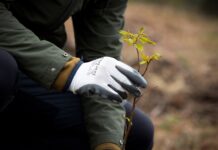 Gracias al compromiso medioambiental de los EcoPeregrinos se plantan más de 300 árboles autóctonos en Asturias