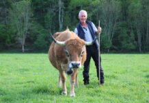 Todo listo para el Concurso Nacional de Asturiana de la Montaña en Caso