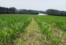 Herbicidas de post-emergencia para maíz: garantía de buena cosecha