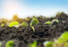 El cultivo de la Faba Granja Asturiana con semilla certificada en Asturias