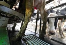 El Principado destina 16,7 millones a ayudas para incrementar la rentabilidad de las explotaciones agrícolas y ganaderas