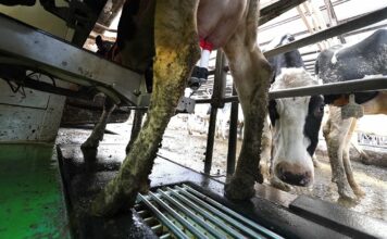 El Principado destina 16,7 millones a ayudas para incrementar la rentabilidad de las explotaciones agrícolas y ganaderas