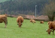 El Principado convoca 2,2 millones en ayudas para la prevención de daños por fauna salvaje