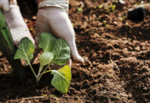 Se amplía el plazo para solicitar las ayudas a la incorporación, planes de mejora y prevención de daños