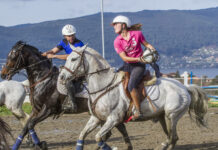 Tineo celebra su XVII Concurso de Caballos Cruzados y de Pura Raza Española