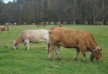 Asturias recibirá 7 millones en ayudas para los sectores de vacuno, ovino y caprino de carne