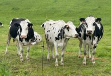 600.000 euros en ayudas a pequeñas y medianas explotaciones agrarias