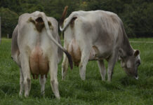 ARAPAR cuenta con nueva directiva