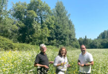 Asturias cultiva 50 hectáreas de escanda